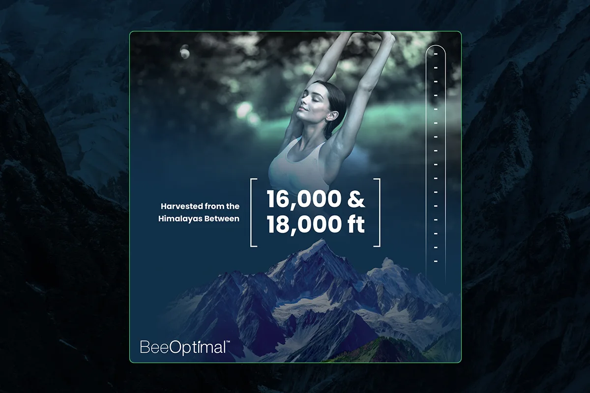 Himalayan Shilajit — 16,000 to 18,000 ft